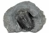 Detailed Hollardops Trilobite Fossil - Ofaten, Morocco #346540-3